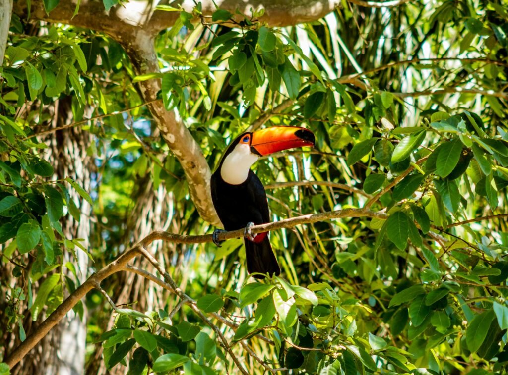 Toco toucan perched amidst lush Brazilian foliage, showcasing its vibrant beak.